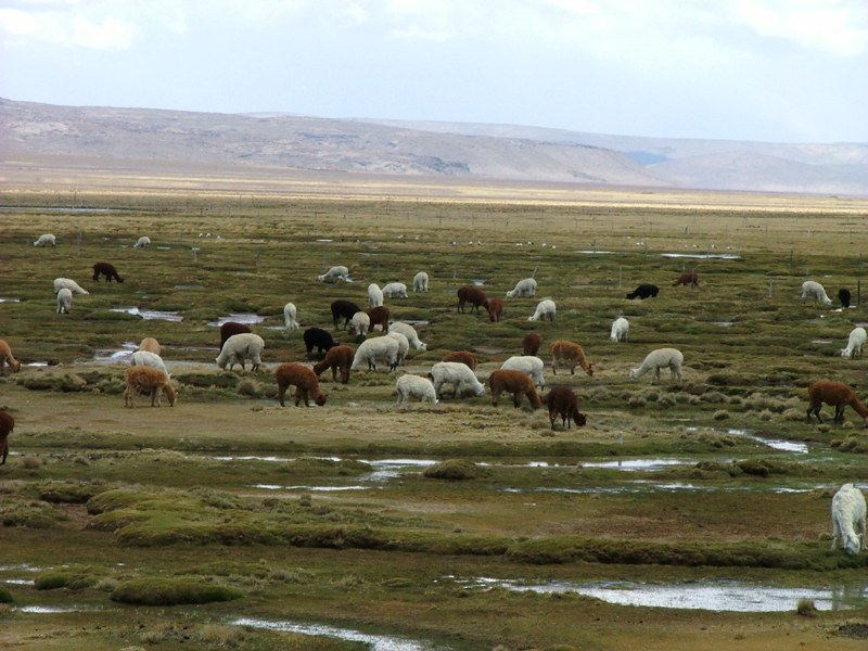 Alpaca al pascolo, Riserva Salinas y Aguada Blanca, Peru