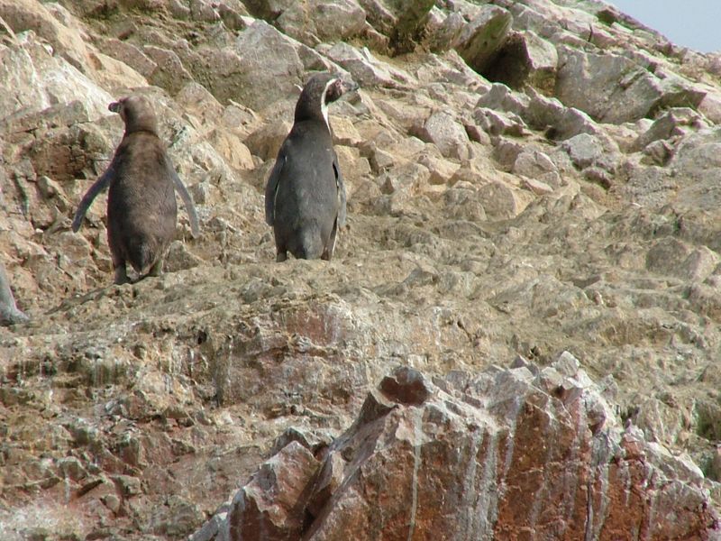 Pinguini di Humboldt